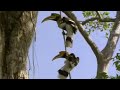 Inside look at a Hornbill's Nest | Jungle | BBC Studios