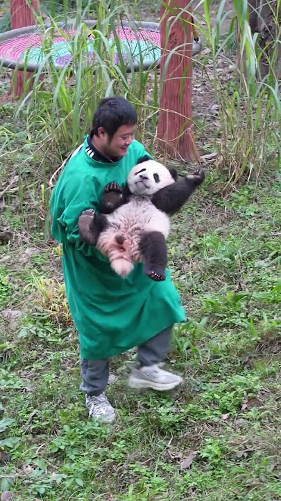 Dundu's dad took Xiaowu home with a smile and laughing giant panda Mang Xiaowu. You are so cute
