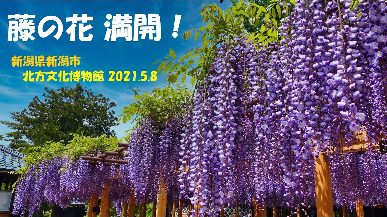 北方文化博物館 藤の花 満開 21 新潟県新潟市 21 5 8 Youtube