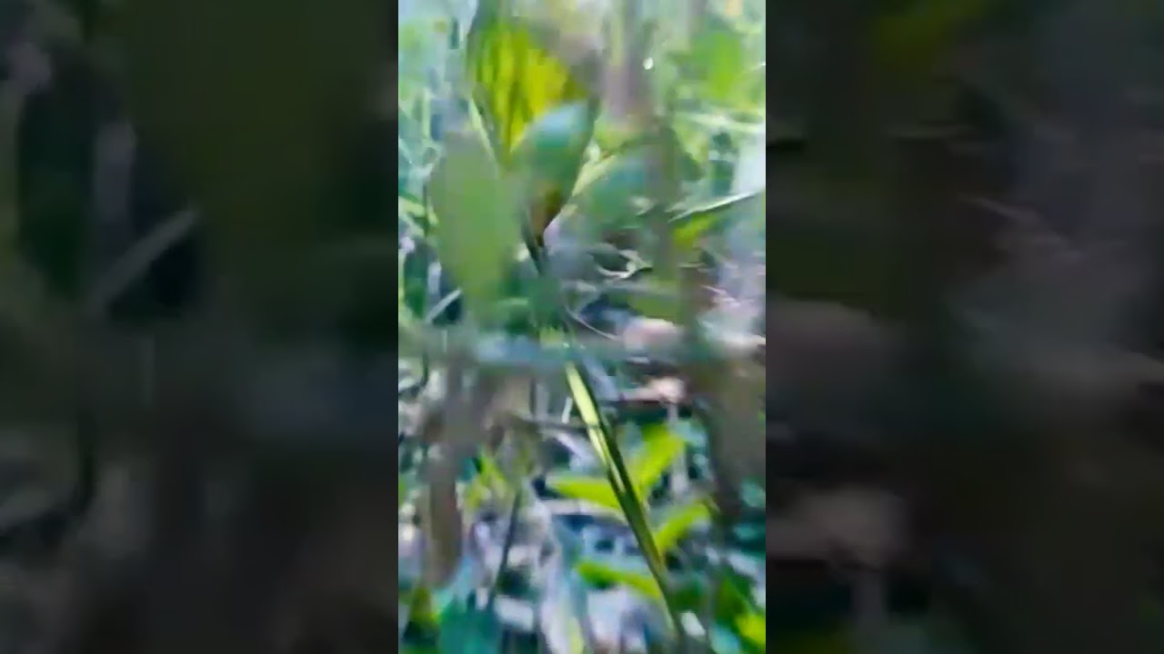 Nature slow motion status | Nature status 