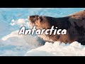 Antarctic Animals (HD)