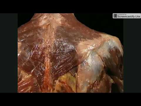 Vídeo: Anatomía De Un Smörgåsbord - Matador Network