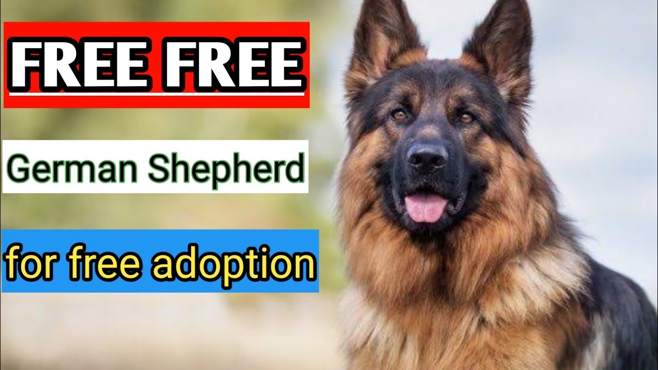 german shepherd puppy free adoption
