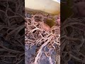 テヅルモヅルじっくりみたら…😱😱