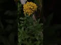 dil to hai dil...❤️#trending #youtubeshorts #balconygarden #balconygarden
