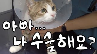 김명철수의사네 고양이, 건강검진 다녀왔어요🏥 동물병원 v-log