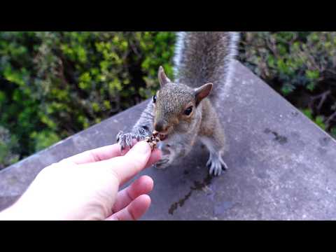 Bonding with baby squirrel Mia