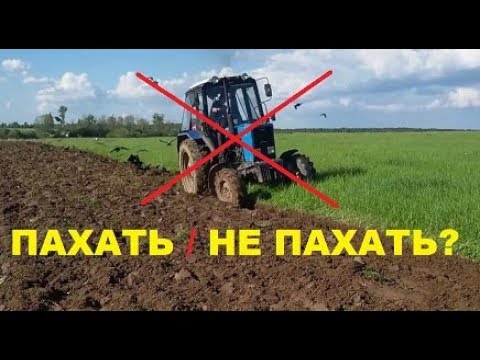 Выращивание пшеницы без вспашки. Возможно ли?