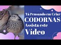 Tá pensando em Criar Codornas? Antes, Assista este vídeo!