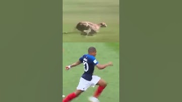 Thumbnail of Mbappe Running speed !! Cheetah vs mabappe #viralshorts #mbappe