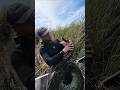 GIANT PYTHON IN FLORIDA!