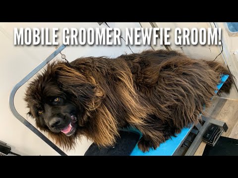 Video: Dog Grooming And Trimming