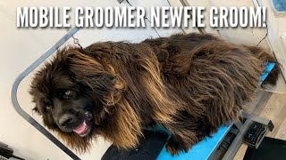 4 HOUR Newfoundland Groom in 4 Minutes | Mobile Dog Groomer