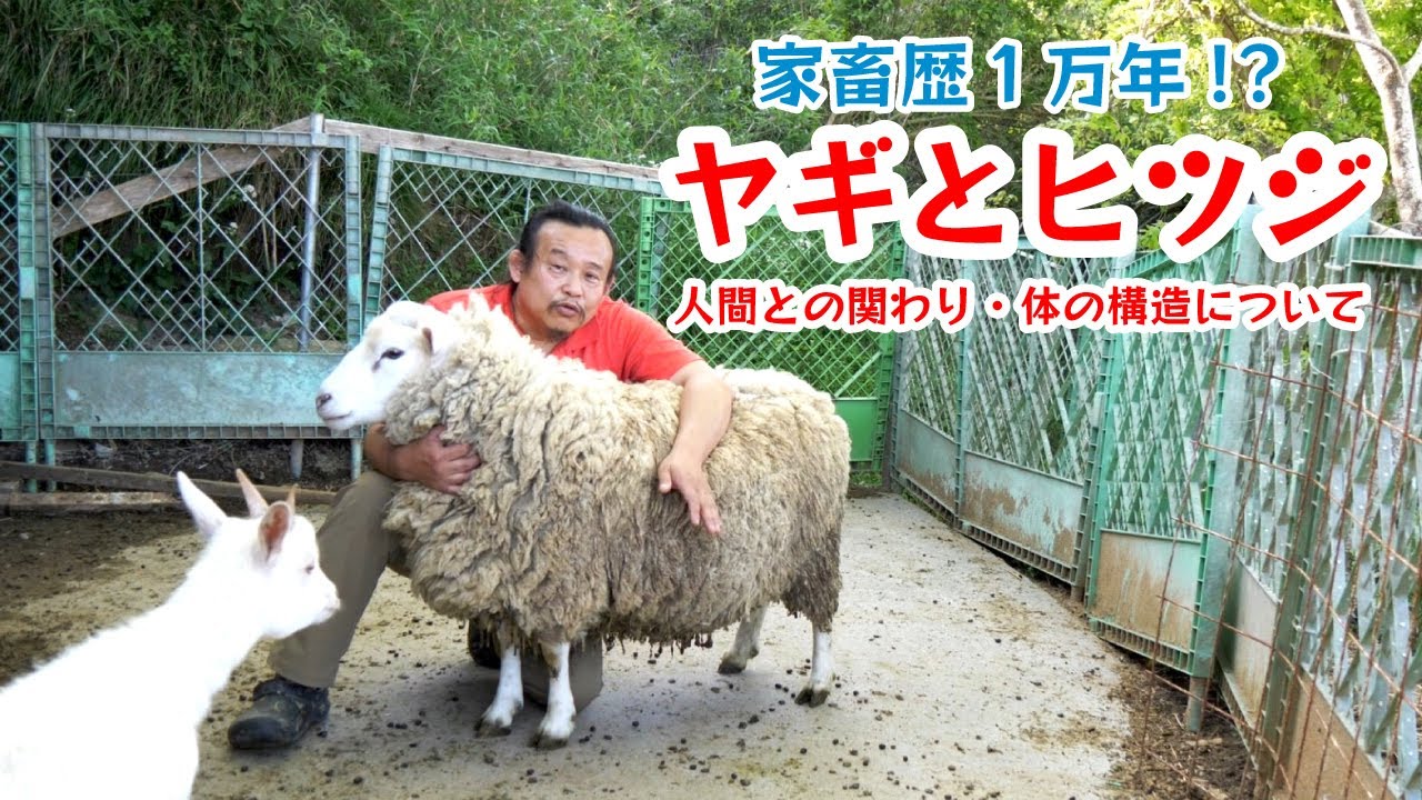 パンクと変な仲間たち】家畜歴はなんと1万年！？ヤギとヒツジについて