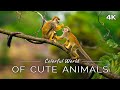 Colorful World of Cute Animals: 1 HOUR of Animal Scenes with Relaxation Music (4K UHD Film)