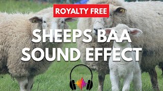 Download Lagu Sheep Baa Sound Effect MP3