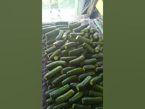 рецепт хрустящих огурцов шоша и гоша - YouTube