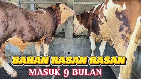 CASPER‼️Pedet super calon kontestan DKI Jember selatan 🔥🔥🔥