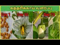      how to grow brinjal eggplant from seed in tamil