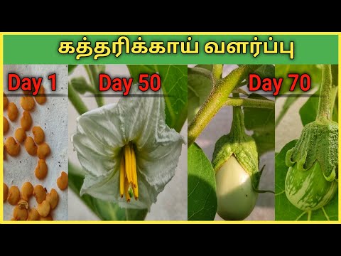 கத்தரிக்காய் செடி சுலபமாக வளர்ப்பது எப்படி? How to grow Brinjal (Eggplant) from seed in Tamil?