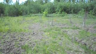 .22 pistol shooting at ground bouncing target