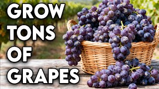 How To Grow An Endless Supply Of Grapes