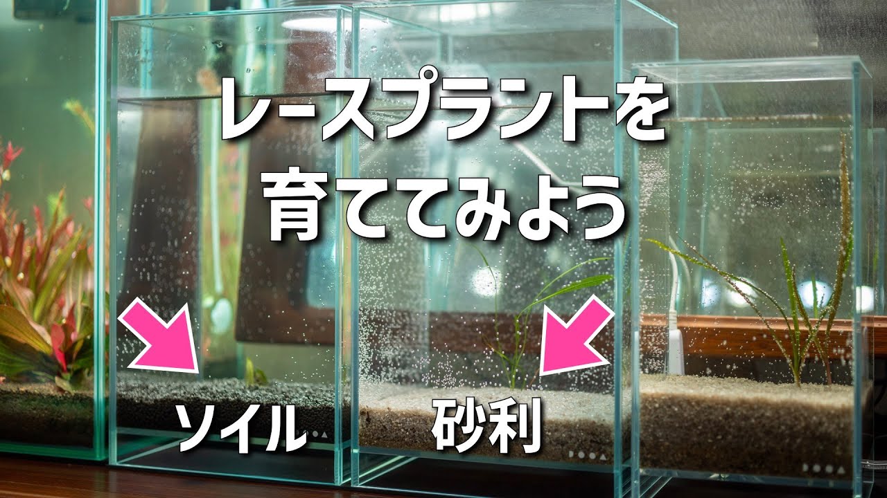 検証動画】レースプラントが育つのはソイル？砂利？ - YouTube