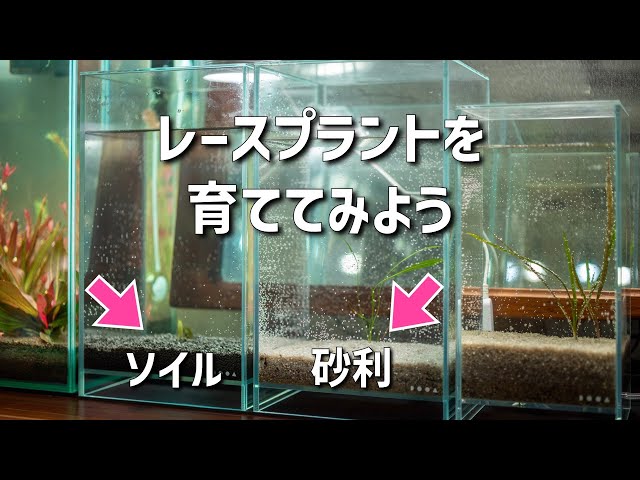 検証動画】レースプラントが育つのはソイル？砂利？ - YouTube
