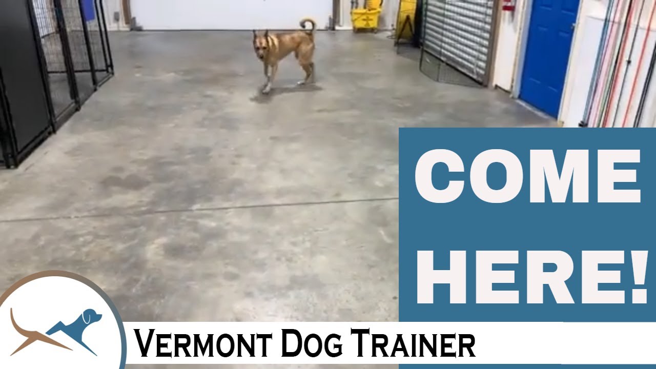 How to Teach Your Dog Recall - YouTube