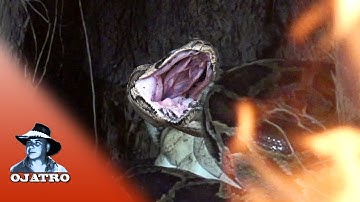 Python vs Wildfire 01 Narration