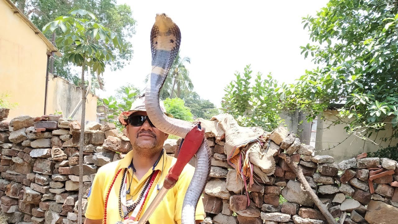  Monocled Cobra (Venomous snake) साथियों यह Snake पल भर में डसने में माहिर होता है
