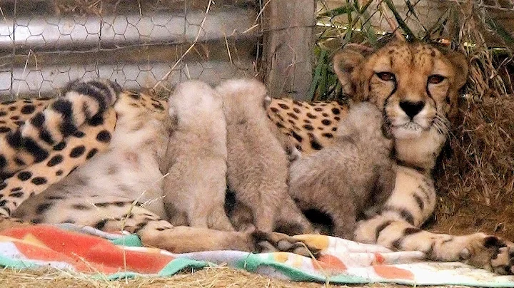 Growing UP Cheetahs - Mother Nurses Baby Cubs At Endangered Big Cat Breeding Center (Part 1) - DayDayNews