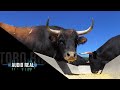 El Toro Bravo comiendo Dejamos la cámara en el comedero  Ganadería de Toros Bravos Antonio Palla