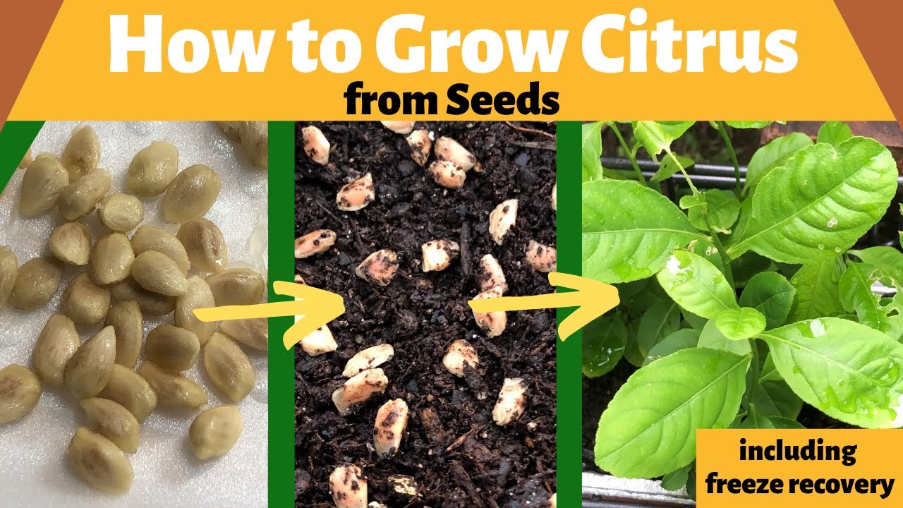 How to Grow Citrus From Seeds and Recovery - YouTube