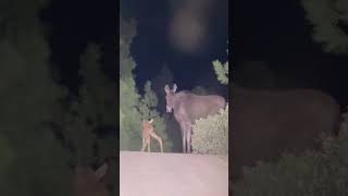 #idaho #cowmoose #babymoose #moosecalf #mommamoose #moosebaby #wildlife #wildlifephotography