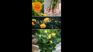 كيفية إكثار الورود بالرمال ، زراعة الورود من القصاصات بسرعة وسهولة
