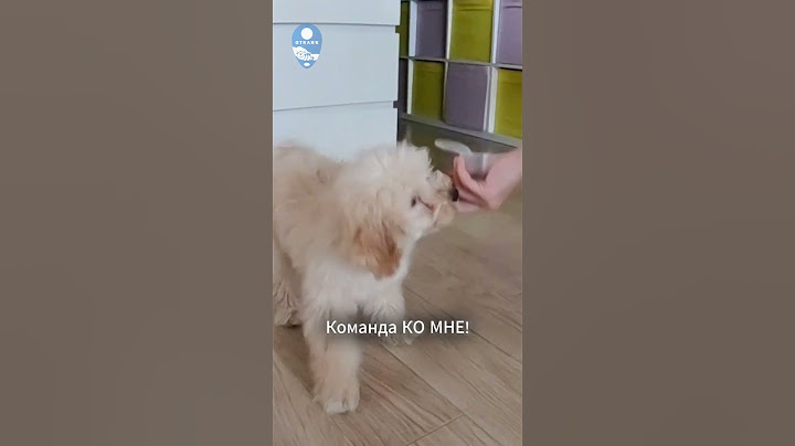 Команда Ко мне Лучшее начало в дрессировке и воспитании собак #дрессировкасобак #дрессировка #shorts