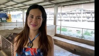 Bakit Kailangan Mag Vaccine Ng Pcv-2?