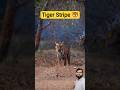 Tiger on Road Sighting 🐯 #shorts #tiger #wildlife #jimcorbett