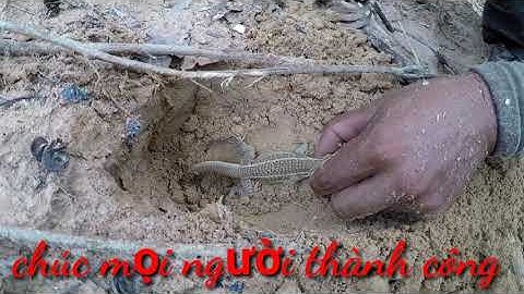 Cách Bắt Dông Cát Không Tốn Sức - Tuyệt Chiêu Bắt Dông| Hoàng Tây