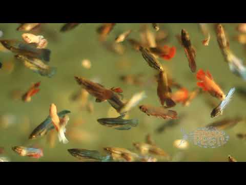 Video: Hartz își Amintește Un Lot De Alimente De Pește Wardley Betta