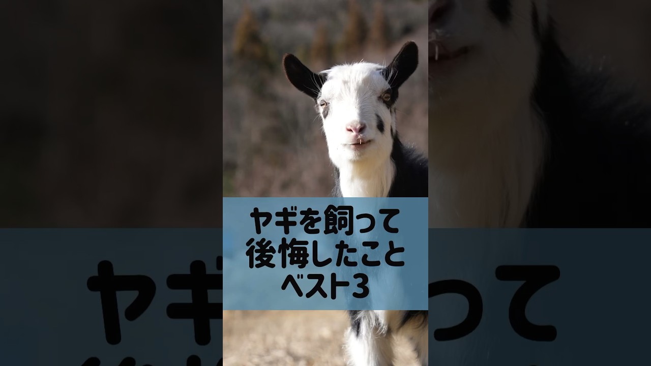 ヤギを飼うのは結構大変 #shorts #animals #goat #ヤギ