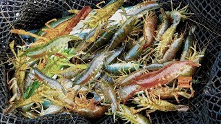 River Shrimp Fishing Fishing Shrimp with Trap - YouTube