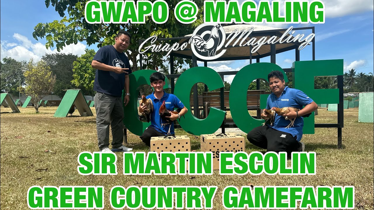 GWAPO @ MAGALING NA MGA MANOK NI SIR MARTIN ESCOLIN NG GREEN COUNTRY GAMEFARM:NEGOSYO PHILIPPINES