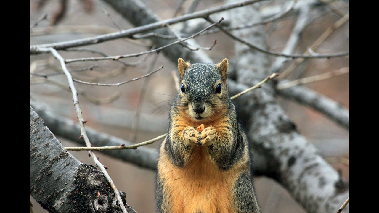 Michigan Wildlife Solutions  Squirrel Control & Removal Company