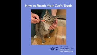 How to Brush Your Cat's Teeth