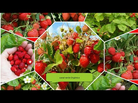 Vídeo: Variedade De Morango De Jardim Tsaritsa - Características, Cuidados E Outros Aspectos Importantes + Foto