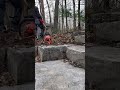 Y-Fork Pine Gets Stuck — Real Felling Outcome #chainsaw #woodworking #treeremoval #treework #pine