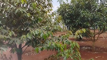 Lớn tuổi nên chú 4 cần bán 1 vườn cây ăn trái khu dân cư đường nhựa ở Xã Bàu Chinh Huyện Châu Đức !!