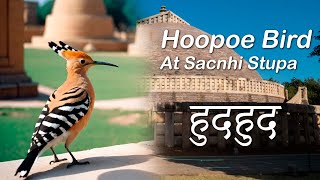 Hoopoe Bird Near Sanchi Stupa | Rare Indian Birds in Action